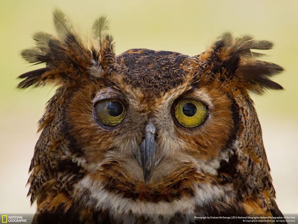 Fotografie natury, która nie przestaje zachwycać. Oto finałowe prace konkursu National Geographic Nature Photographer of the Year 2016 19