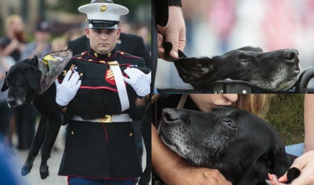 Amerykańska marynarka pożegnała z WOJSKOWYMI HONORAMI chorego labradora... (ZDJĘCIA)