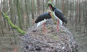 Florentino nie wrócił do gniazda. Naukowcy zabrali głos