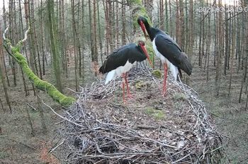 Florentino nie wrócił do gniazda. Naukowcy zabrali głos