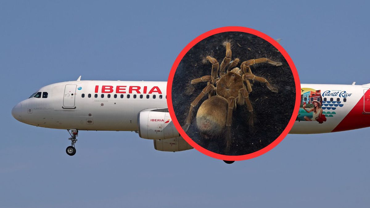 Tarantula ukąsiła pilota w samolocie
