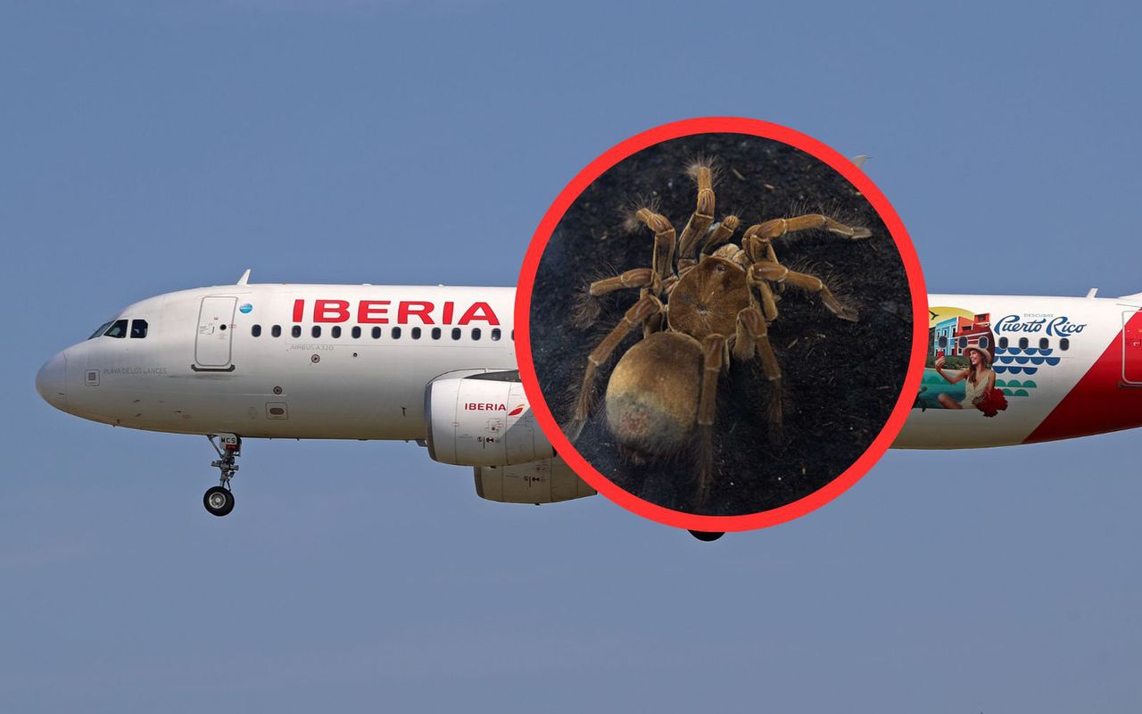 Iberia flight drama: Tarantula bite forces cockpit chaos