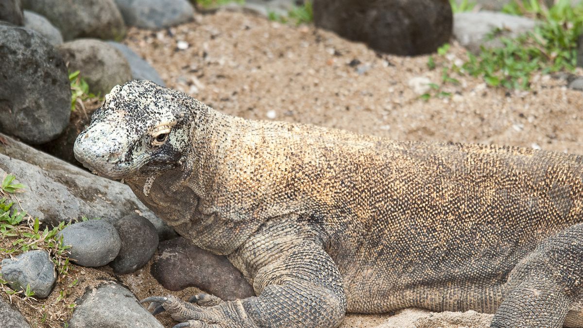 Warany żyją m.in. na wyspie Komodo