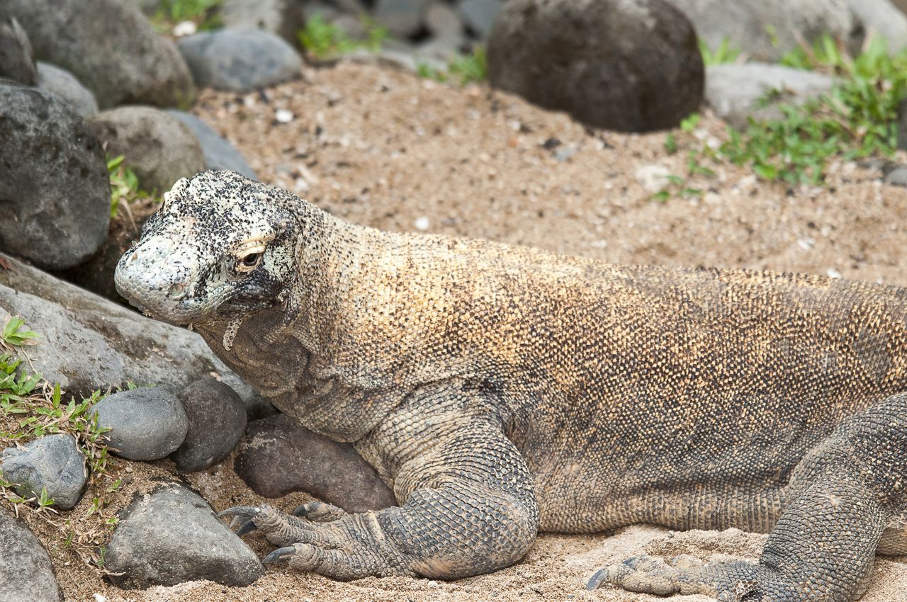 Endangered Komodo lizard seized in illegal trade crackdown in Indonesia. Animal was hidden in a sock