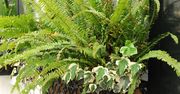 Zalej wodą i odstaw. Paprotki urosną po tym naprawdę bujnie