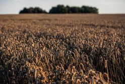 Upały we Francji. Zbiory tego zboża są zagrożone
