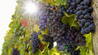 Zrób to w kwietniu. Zbiory będą gigantyczne