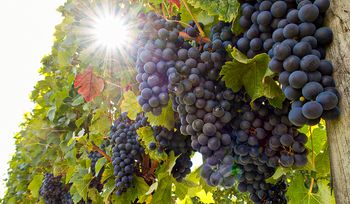 Zrób to w kwietniu. Zbiory będą gigantyczne