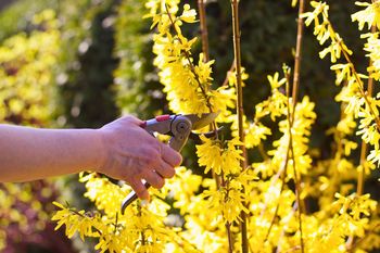 Nie każdy krzew tnie się wiosną. Tych roślin lepiej teraz nie ruszać