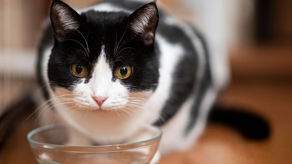 Niektóre koty wolą pić prosto z kranu niż z miski