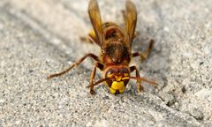 Tysiące interwencji w sprawie owadów. Pojawił się specjalny apel