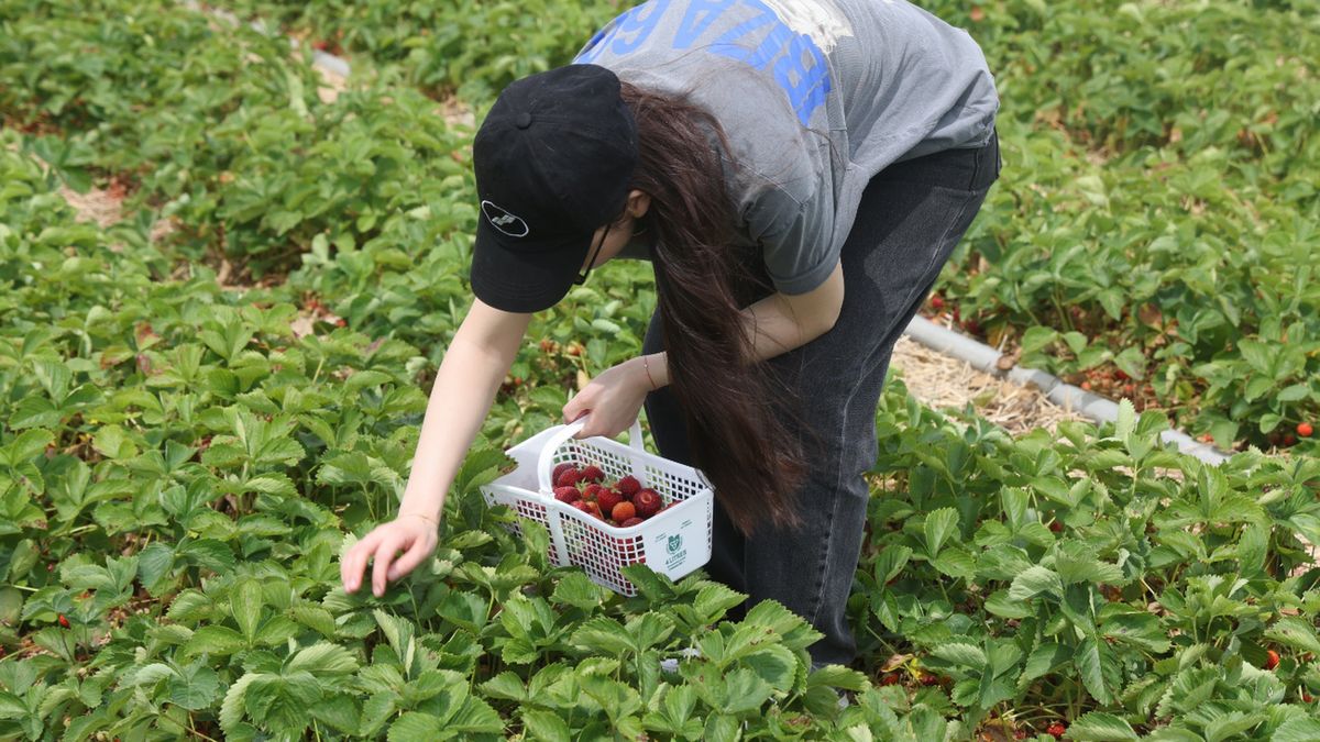 Niemcy testują robota do zbierania truskawek