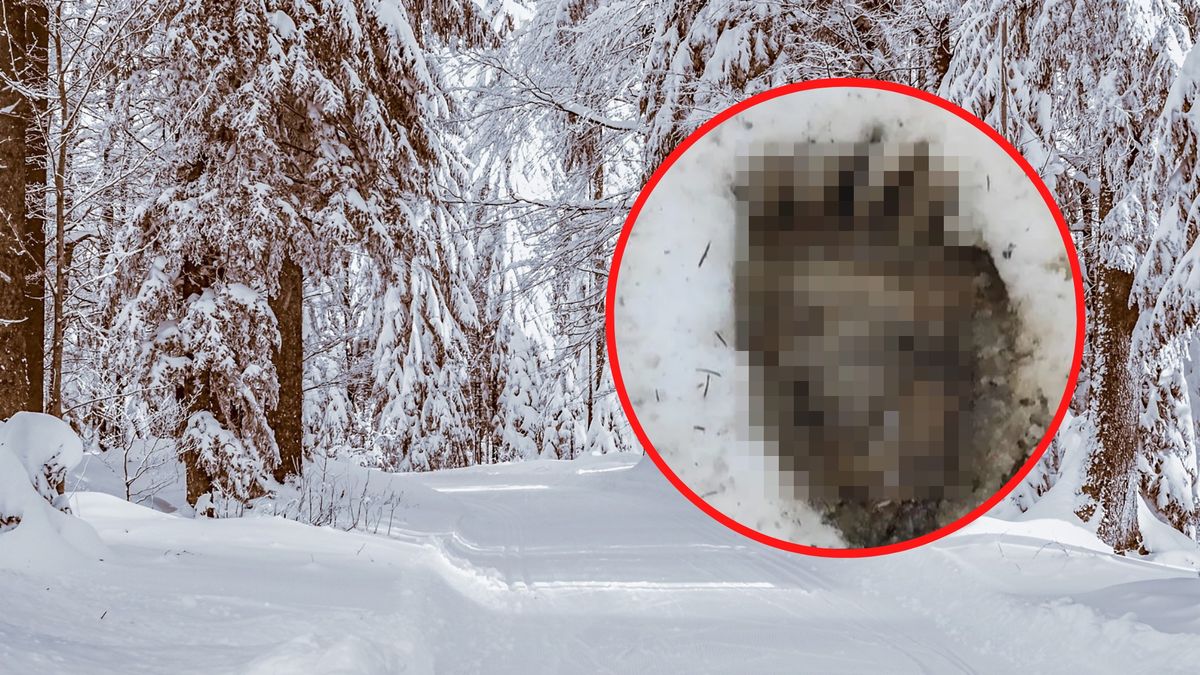 Leśnicy pokazali zdjęcie z Bieszczadów