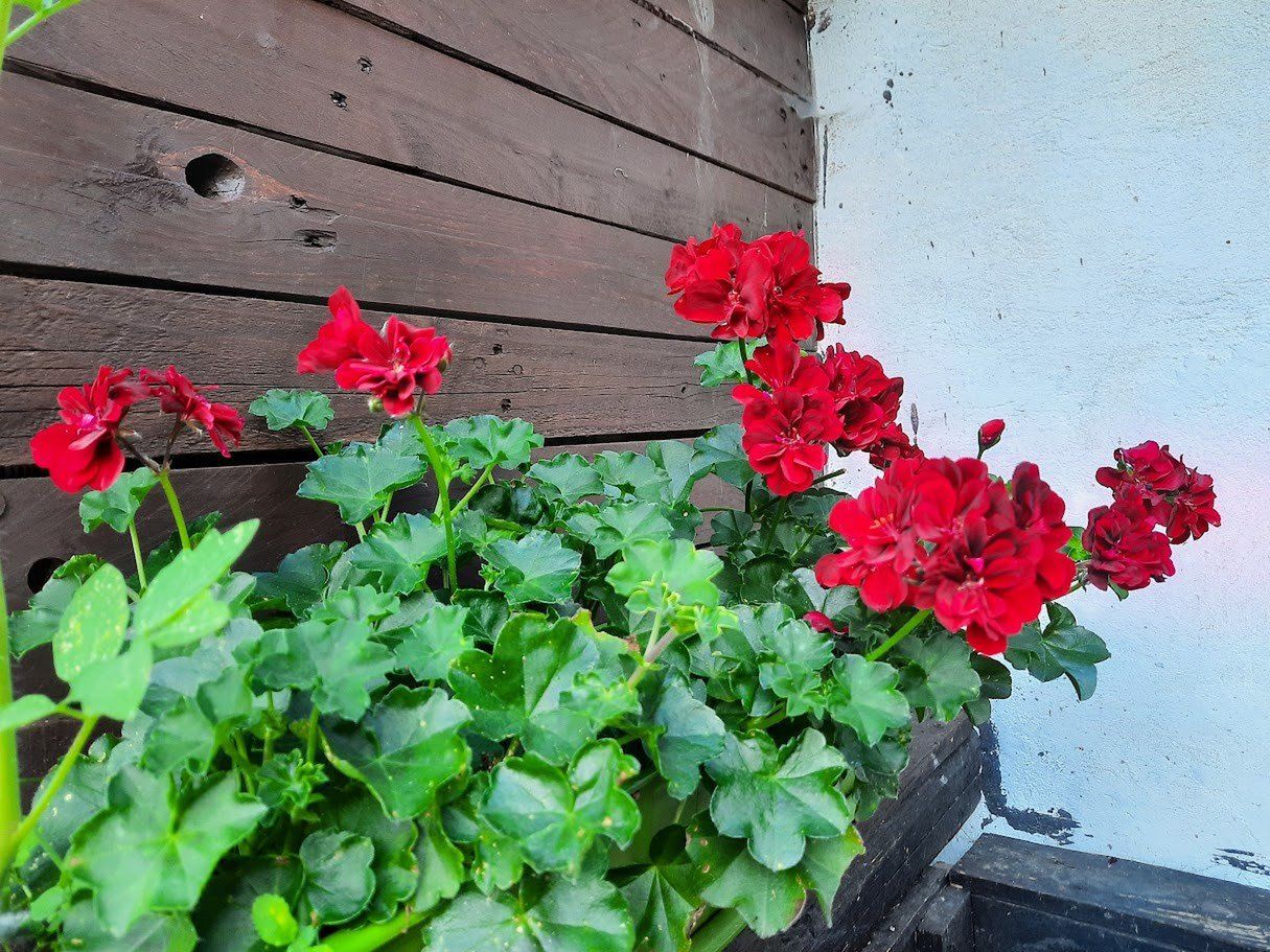 Dotąd ozdabiały pętle, a teraz mogą zabrać je mieszkańcy. Zarząd Oczyszczania Miasta rozdaje letnie kwiaty z krańcowych przystanków.