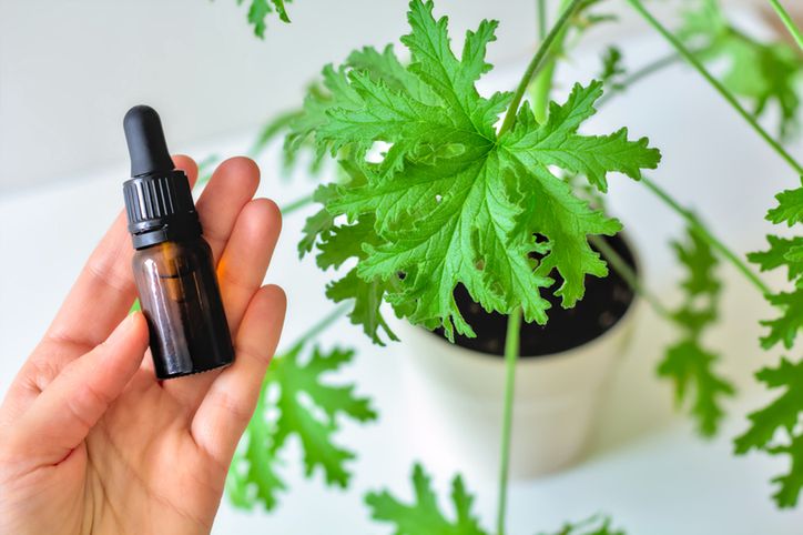 By odstraszyć kleszcze można zrobić preparat na bazie geranium