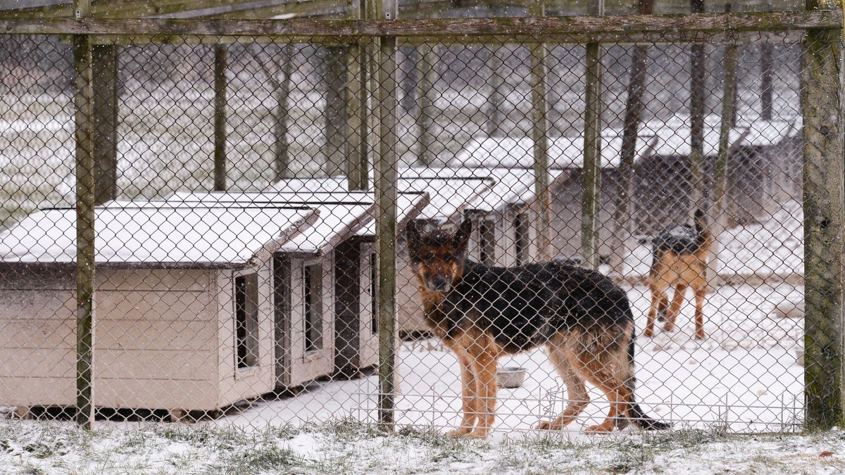 NIK zapowiedział kontrolę w schronisku w Sobolewie