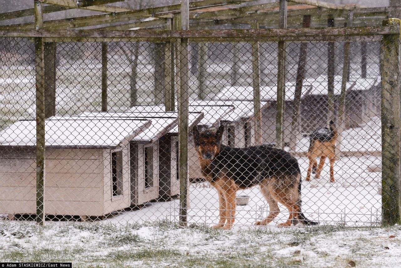 Schronisko w Sobolewie pod lupą. NIK zapowiada kontrolę