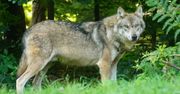 Wilki znów pojawiły się na Dolnym Śląsku. Tragedii zapobiegła siatka. "Unikajcie samotnych spacerów"