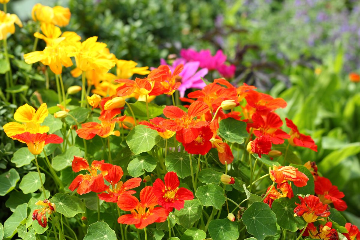 Nasturtium is a beautiful edible flower with slimming properties.