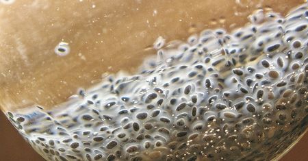 Osiem zaskakujących produktów, które obniżą poziom cholesterolu