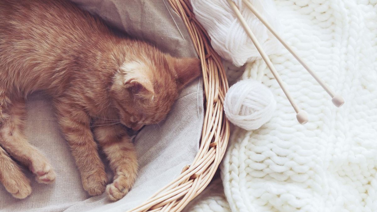 Zdrowotne korzyści z posiadania kota