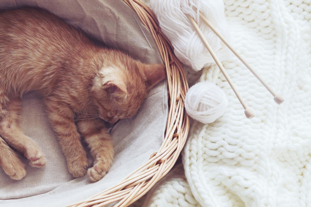 5 zdrowotnych korzyści z posiadania kota