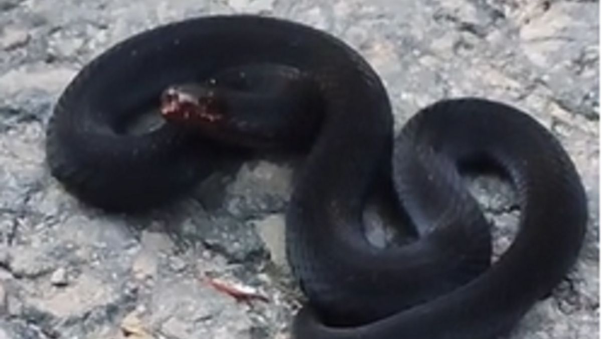 Leśnik napotkał taki okaz