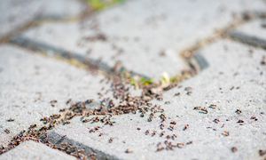 Plaga mrówek w ogrodzie? Zadziała ta przyprawa