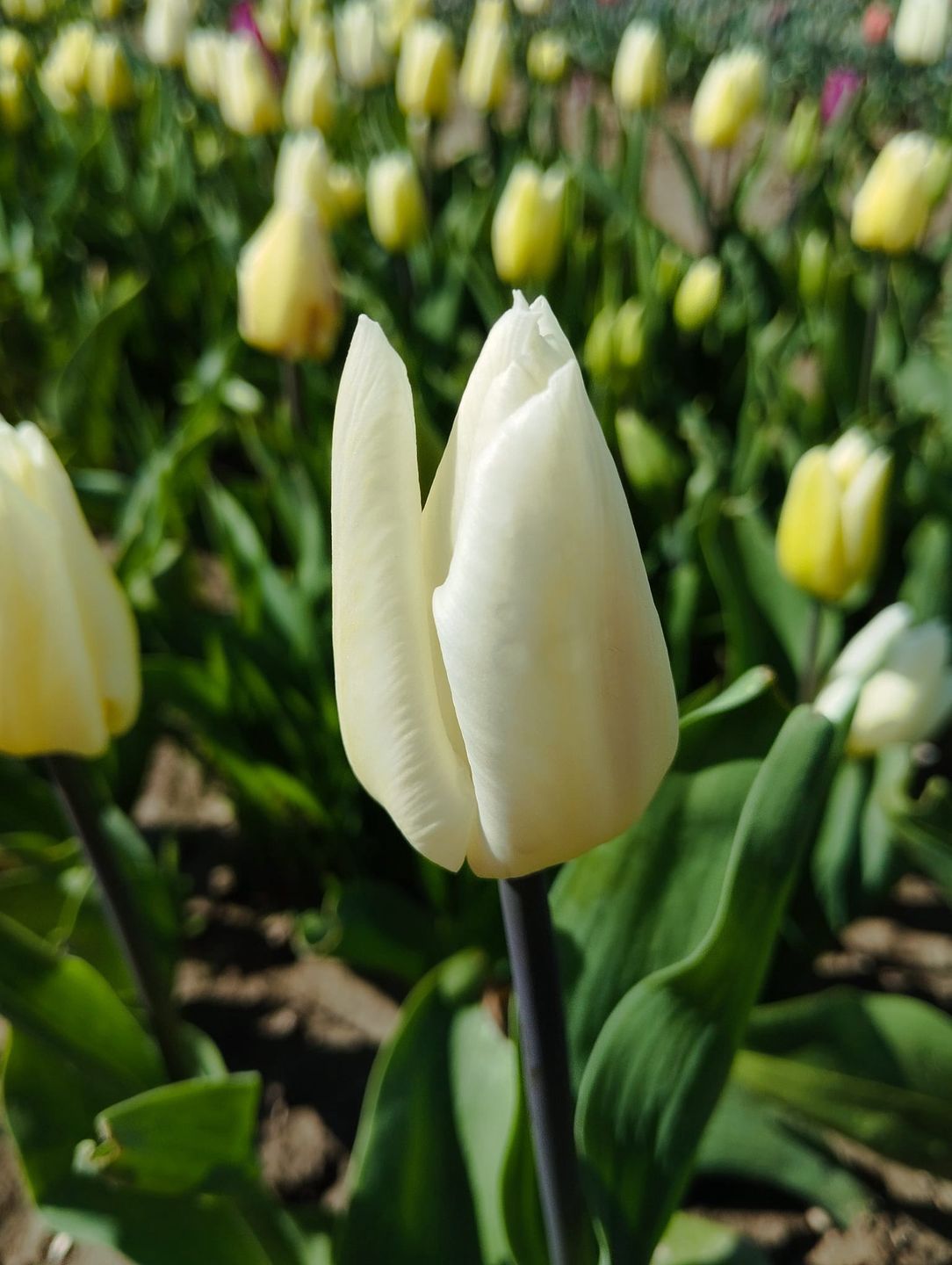 Tulipany na Żuławach zachwycają różnorodnością