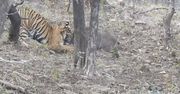 Walka na śmierć i życie. Tygrysica sięga po "żywy posiłek"