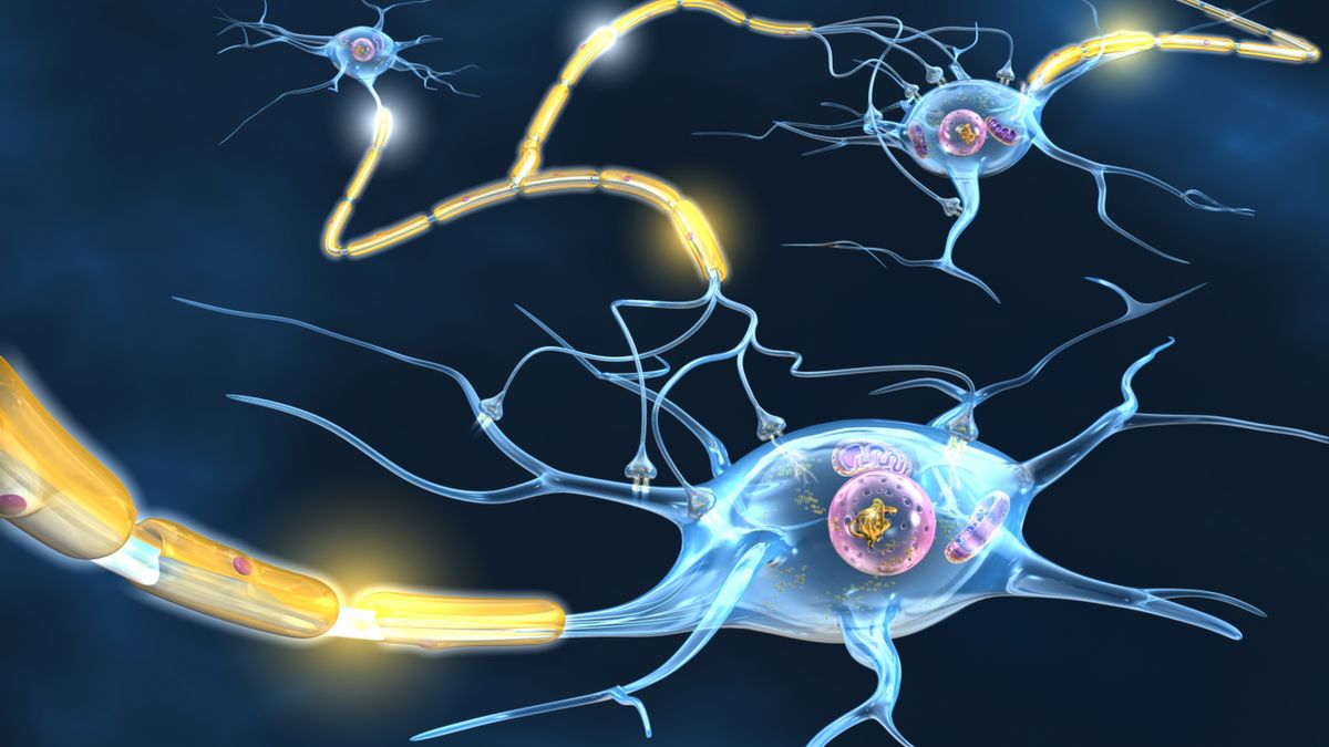 Osłonka mielinowa pełni funkcję ochronną