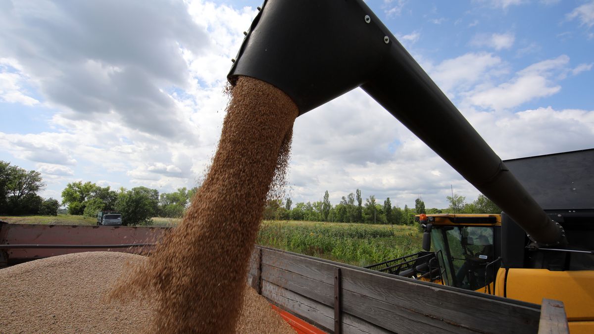 KHARKIV REGION, UKRAINE - JULY 30, 2022 - A combine harvester dumps grain crops into a truck as the harvest season is underway in the northern part of the region despite Russian shelling, Kharkiv Region, northeastern Ukraine. This photo cannot be distributed in the Russian Federation. (Photo credit should read Vyacheslav Madiyevskyy/ Ukrinform/Future Publishing via Getty Images)