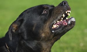Agresywny rottweiler rzucił się na kobietę. Straciła przytomność