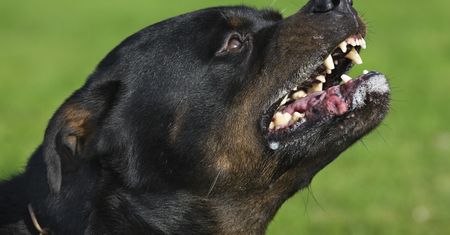 Agresywny rottweiler rzucił się na kobietę. Straciła przytomność