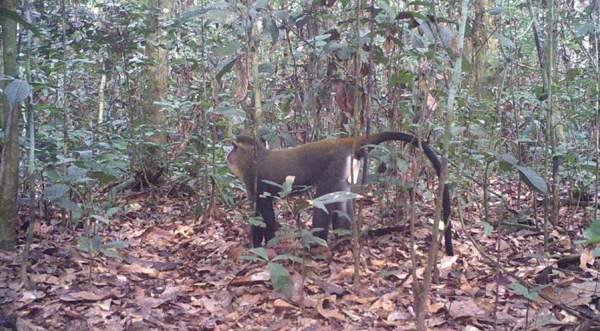 Cercopithecus lomamiensis (Lesula), Camera trap Terese Hart, WWF
