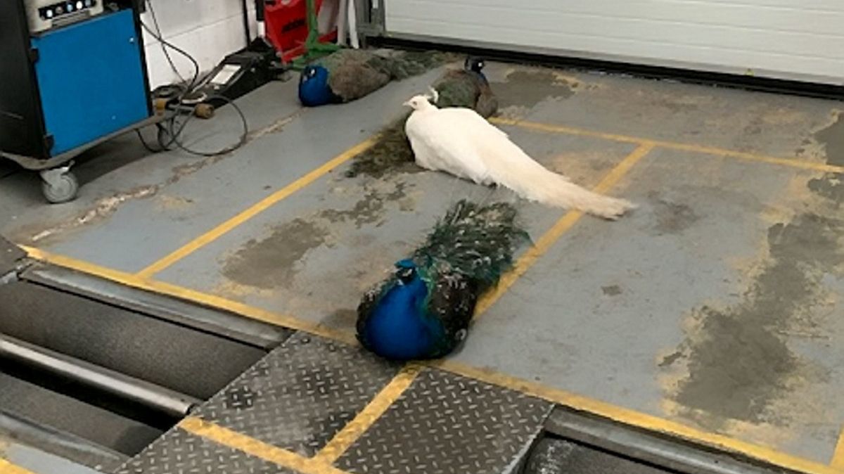 Pawie w warsztacie samochodowym