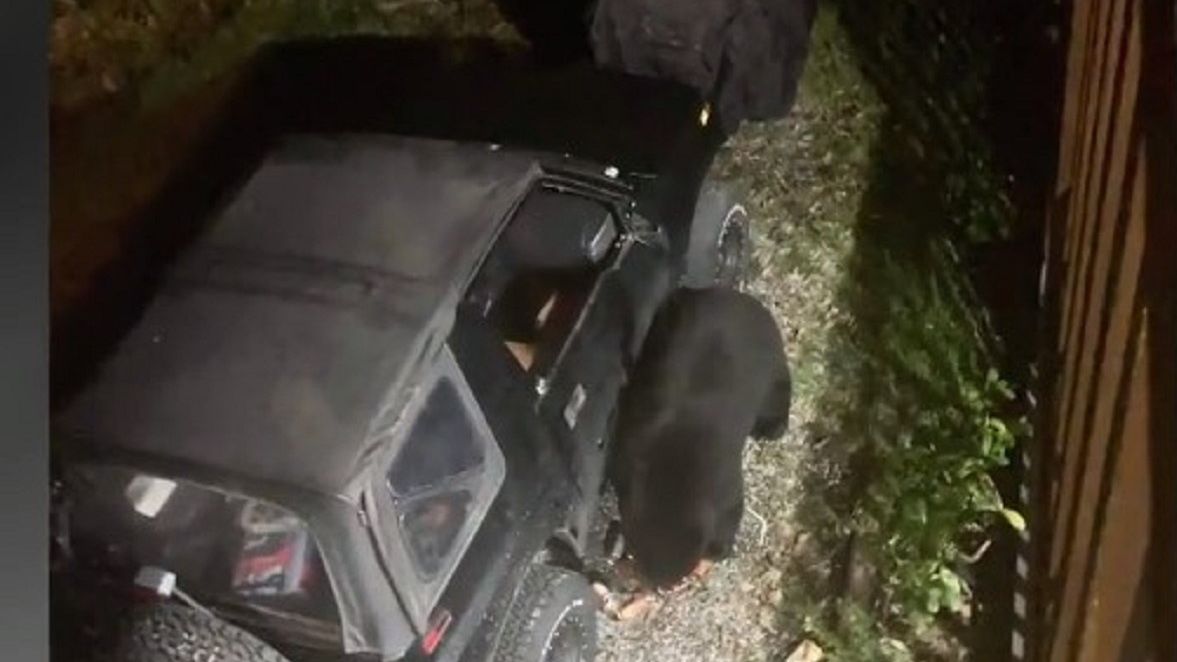 Szok! Tak zachował się niedźwiedź.