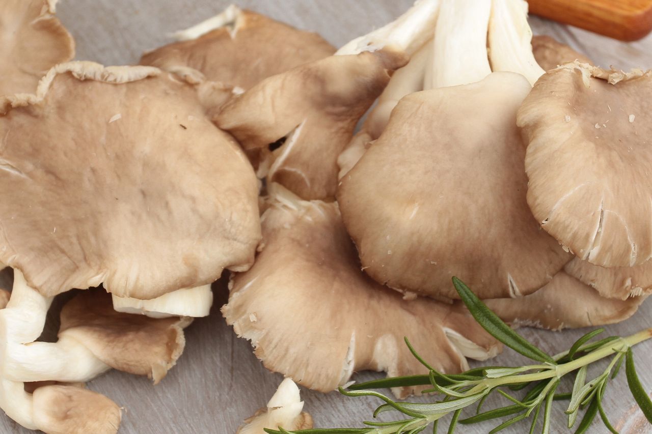 Why is it worth eating oyster mushrooms? - illustrative picture
