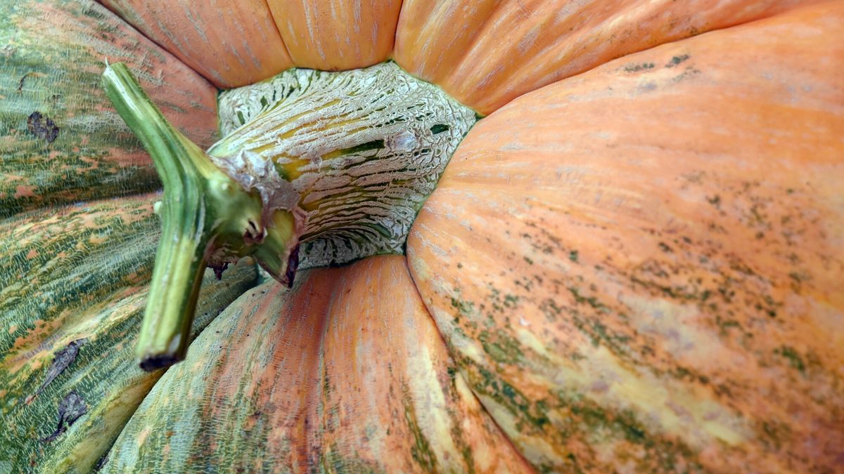 Dynie można zbierać na pestki 