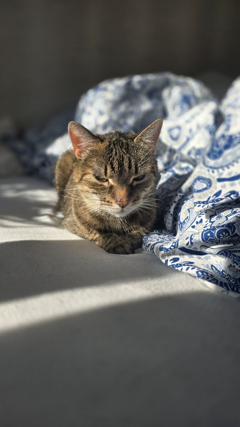 Kocia mowa twarzy, kocie miny