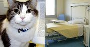 Kot Oscar przewidział śmierć u stu pacjentów. Powstały dwie teorie