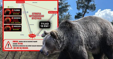 Patrole policji jeździły całą noc. "Odpędzone niedźwiedzie wracały"