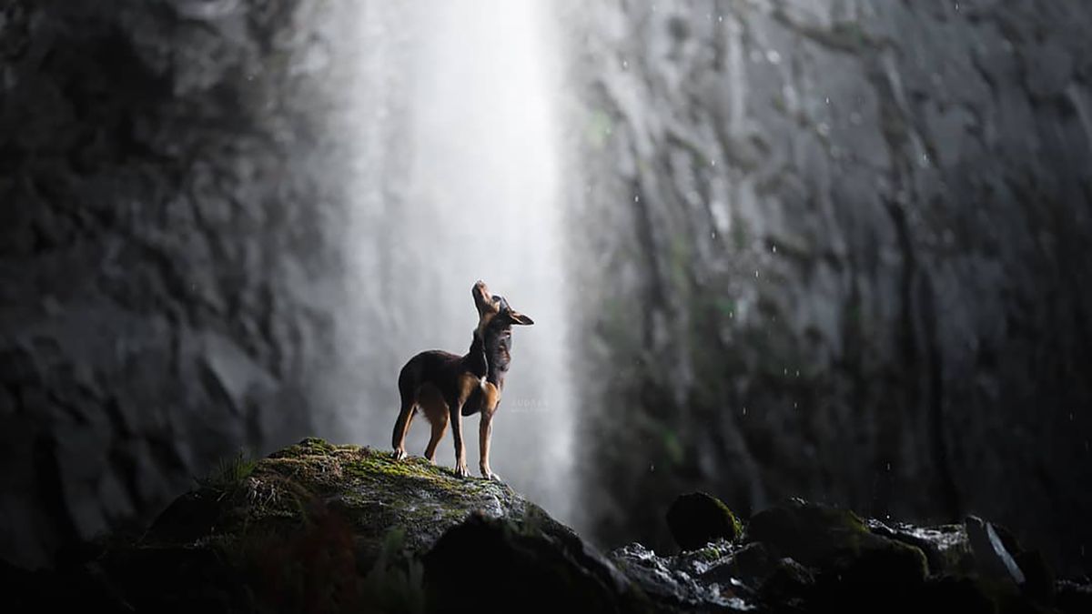 Doskonałe zdjęcia psów. Czworonogi wyglądają na nich majestatycznie 1