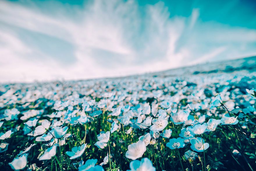 Ogród pełny niebieskich kwiatów to prawdziwy skarb Japonii 2