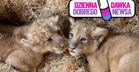 Dwa lwiątka przyszły na świat w polskim zoo. "Ogromna radość"