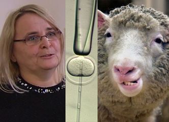 Radna PiS z Poznania myli in vitro z... KLONOWANIEM: "To metoda WETERYNARYJNA, pierwsza była owieczka Dolly!"