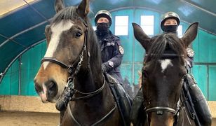 Częstochowa. Ważni nie tylko ludzie. Policja szuka ochotników do służby konnej