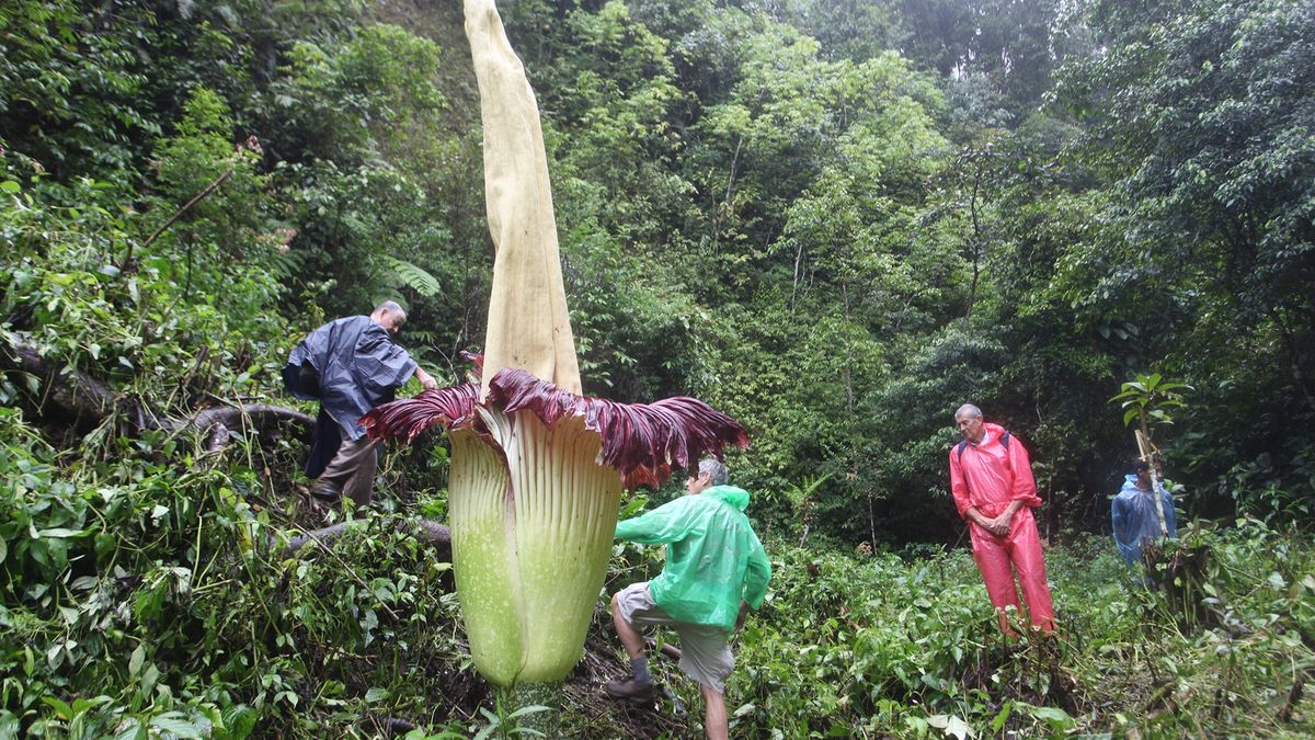 W Indonezji zakwitło dziwadło olbrzymie.