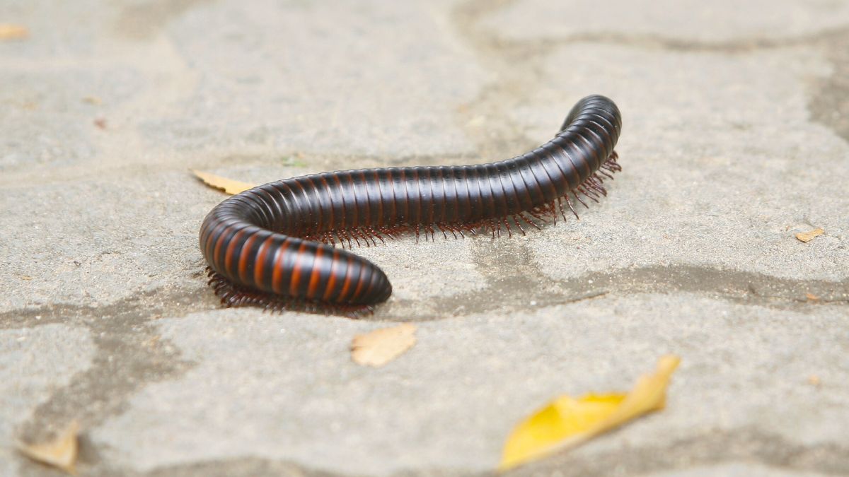 Krocionóg na chodniku z kostki