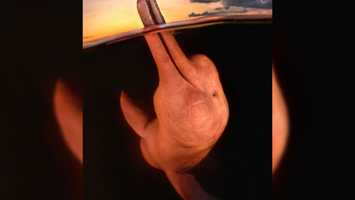 Bardzo rzadki różowy delfin rzeczyny, żyjący w Amazonce.